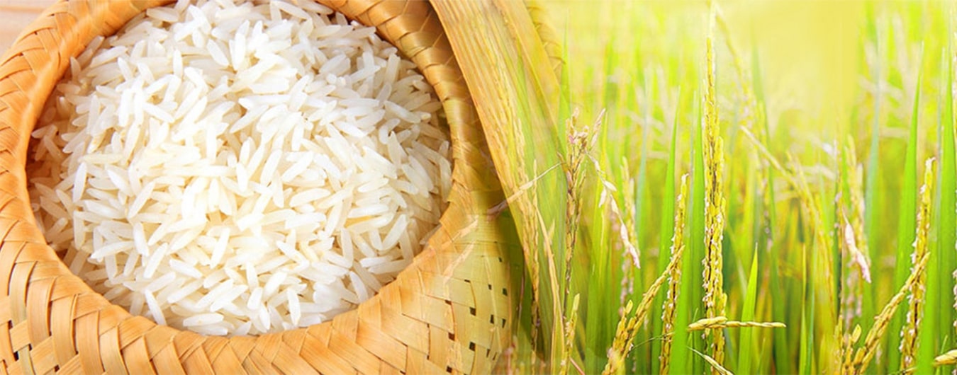 Đại lý gạo Thái Tâm